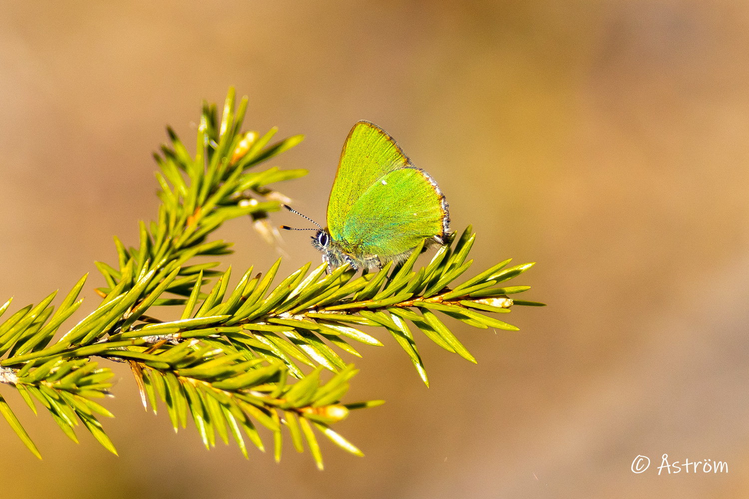 Länk till bilder från promenad längs Järleån 26 april 2025.