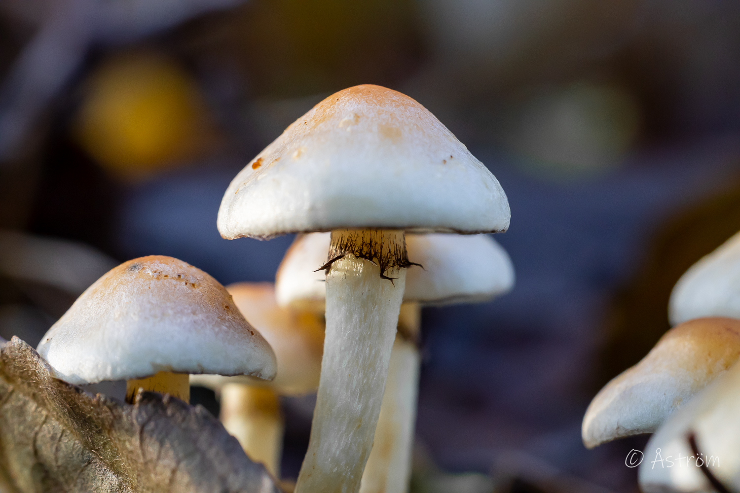 Länk till bilder från härliga dagar i Karlstad med goda vänner i november 2025.