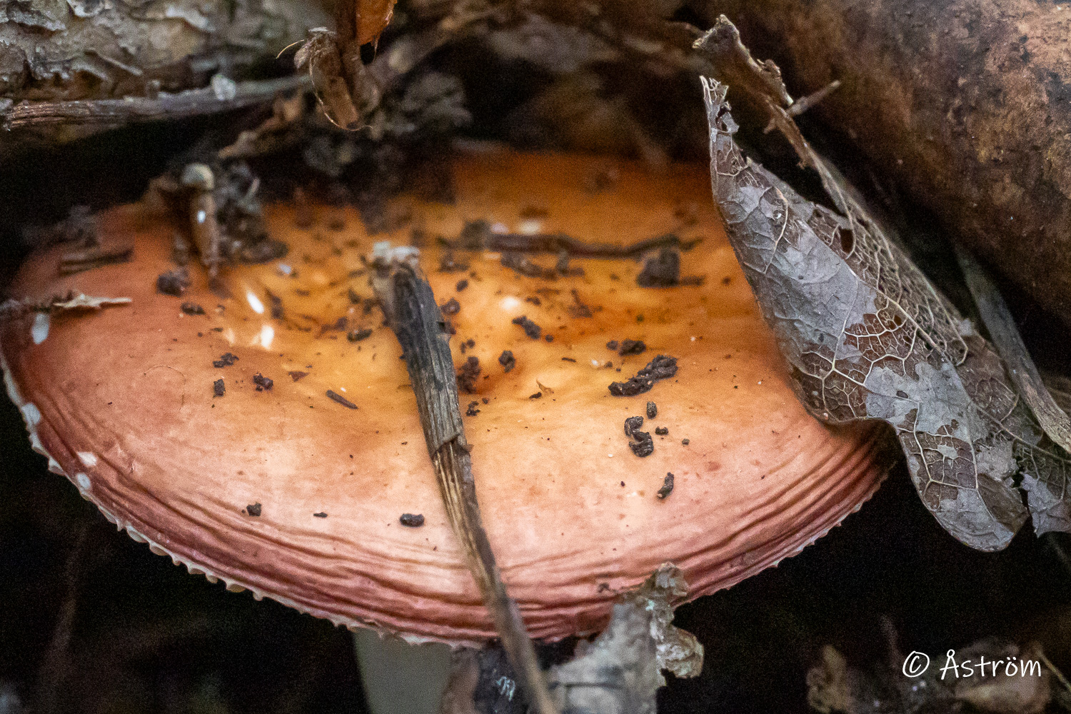 Länk till bilder från en tur i Liljekonvaljholmens naturresvervat 24 augusti 2025.