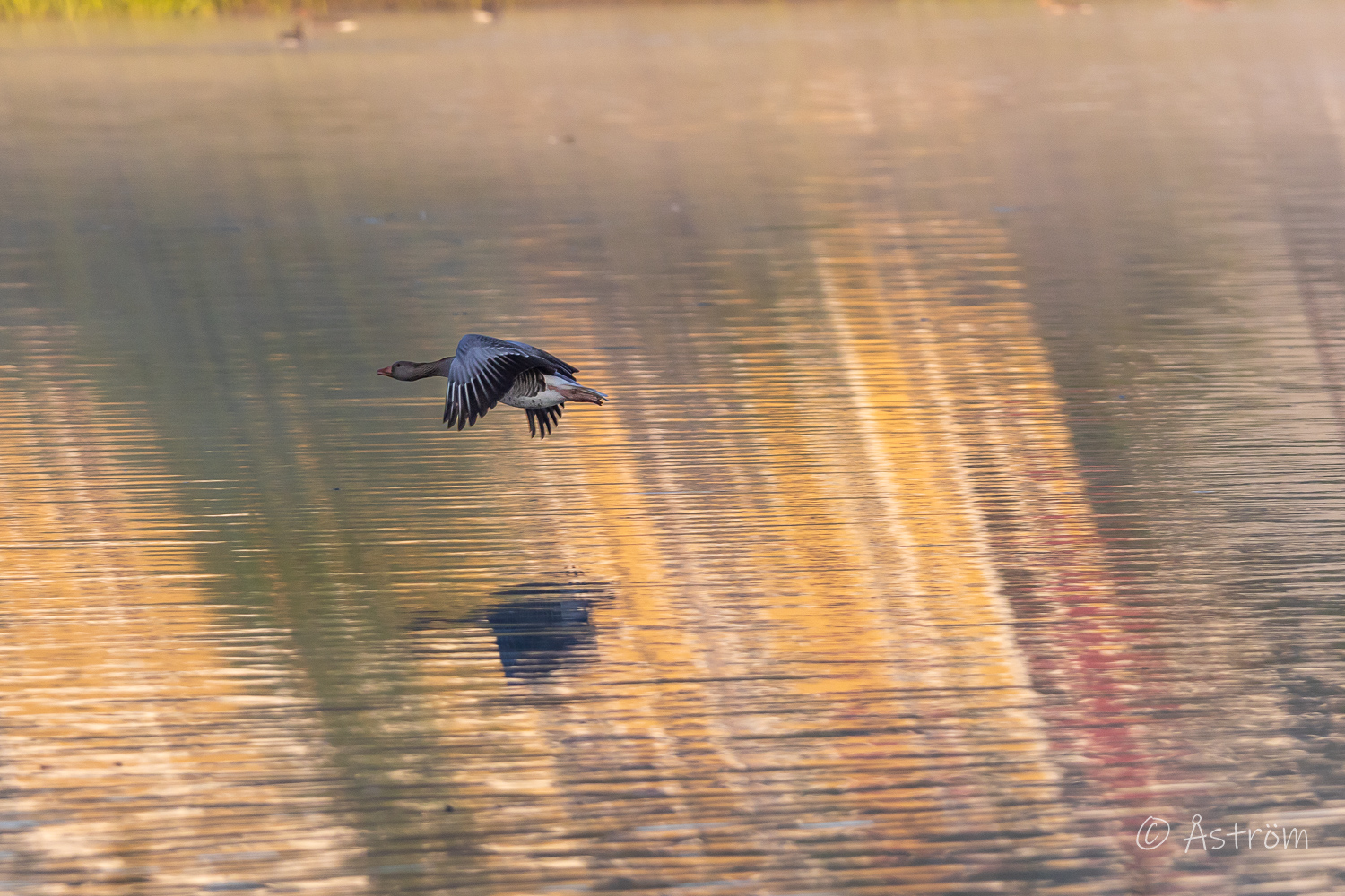 Länk till bilder från Oslo i 28-30 maj 2025.
