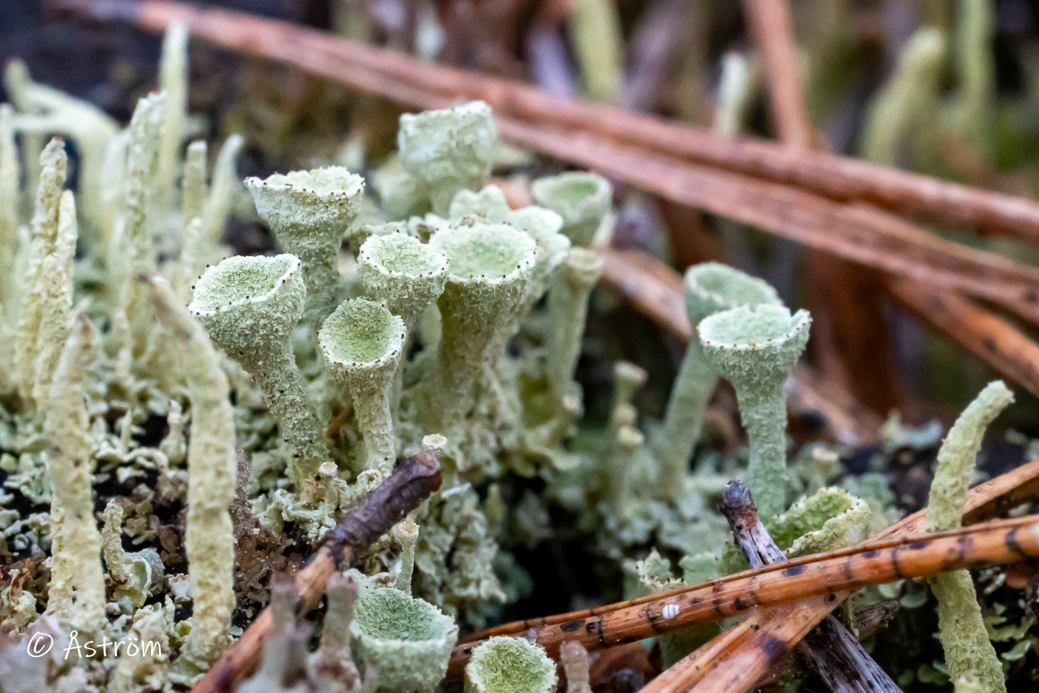 Länk till bilder från en promenad i Pilkrog 29 mars 2026.