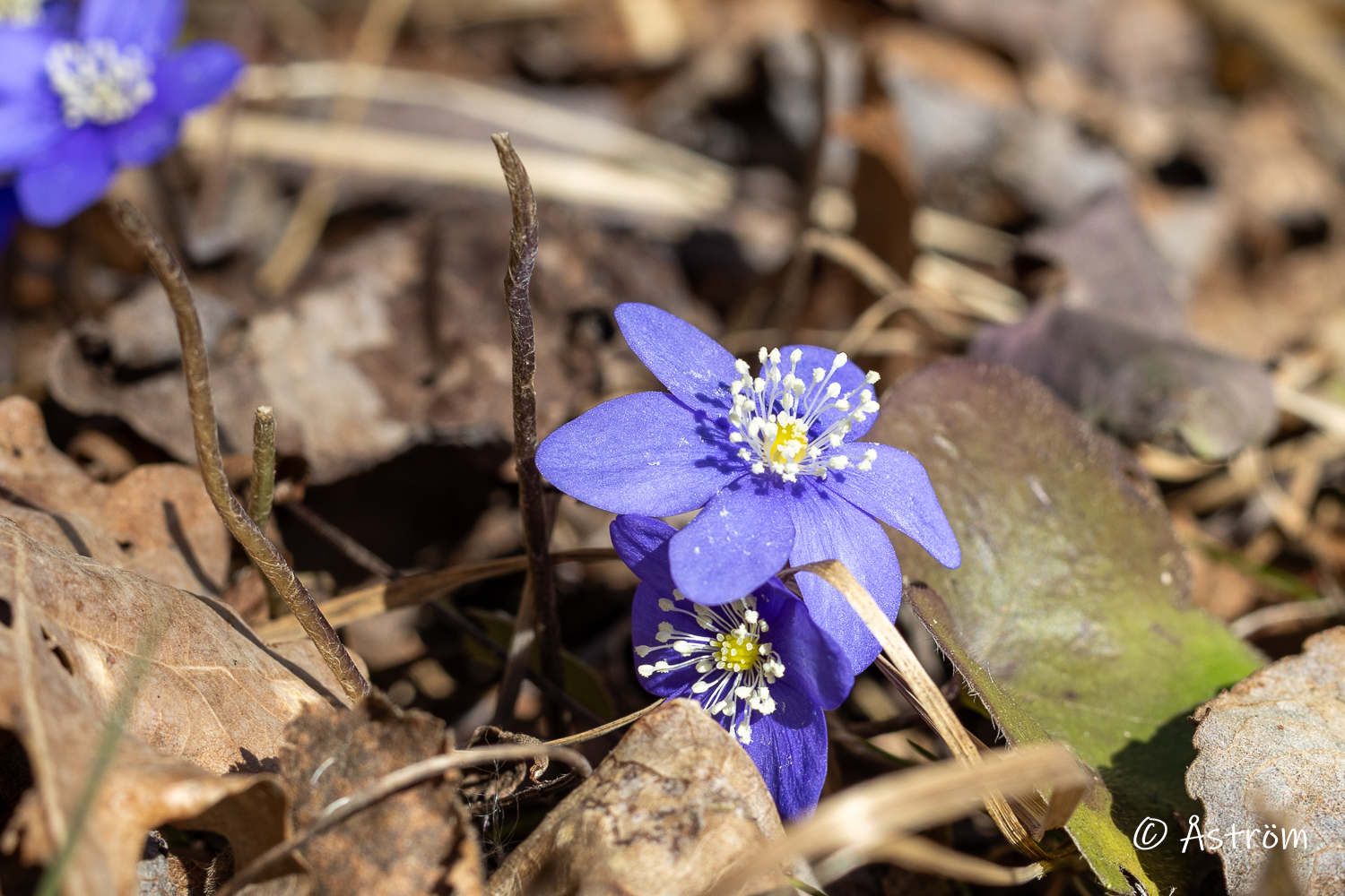Länk till bilder från promenad i Frövi 18 mars 2025.