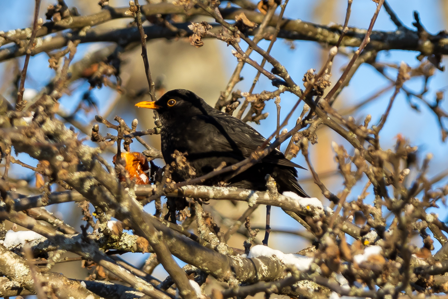 Länk till sida med bilder från promenad i Frövi på julafton 2021.