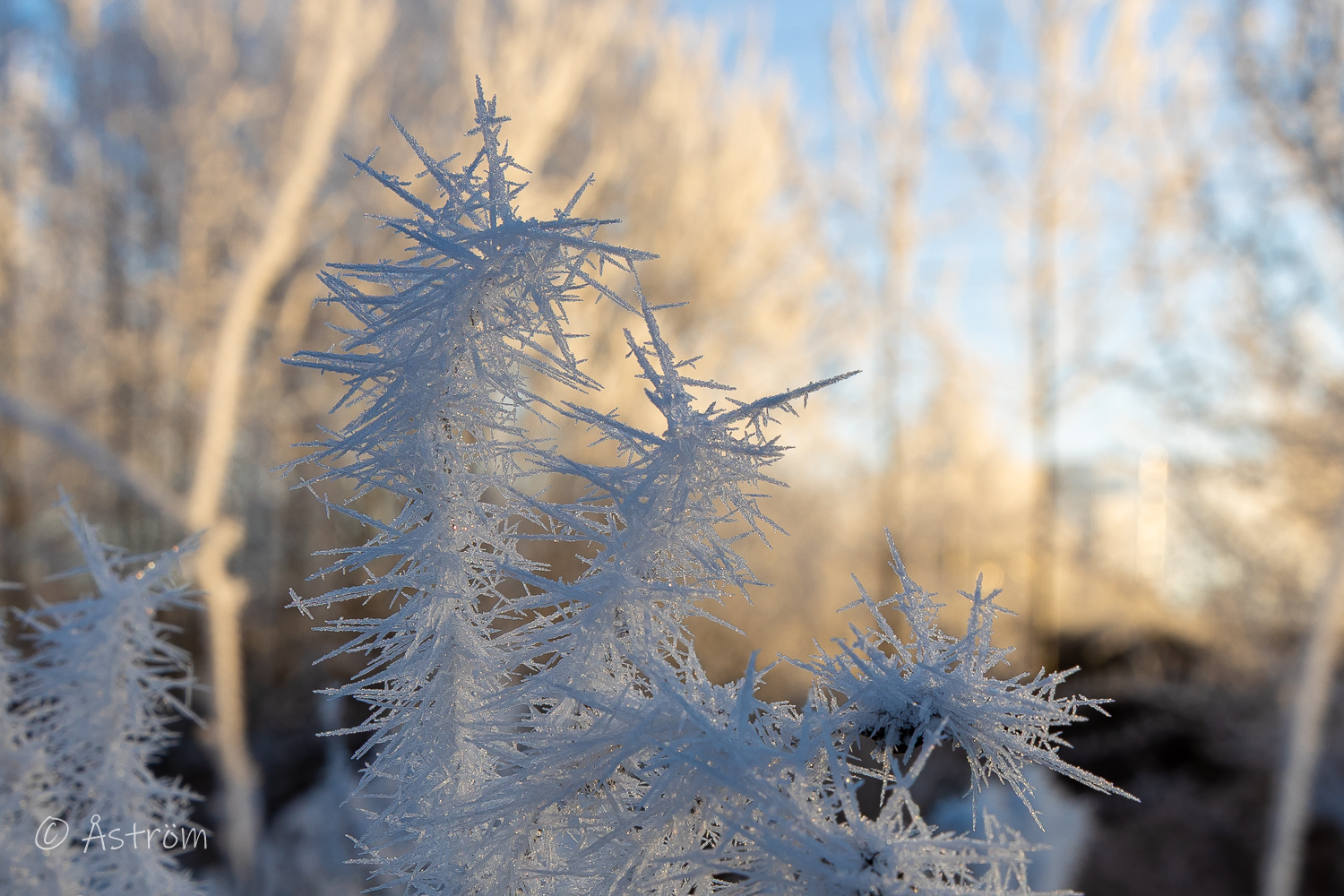 Länk till bilder från frostig promenad i Frövi 26 november 2025.