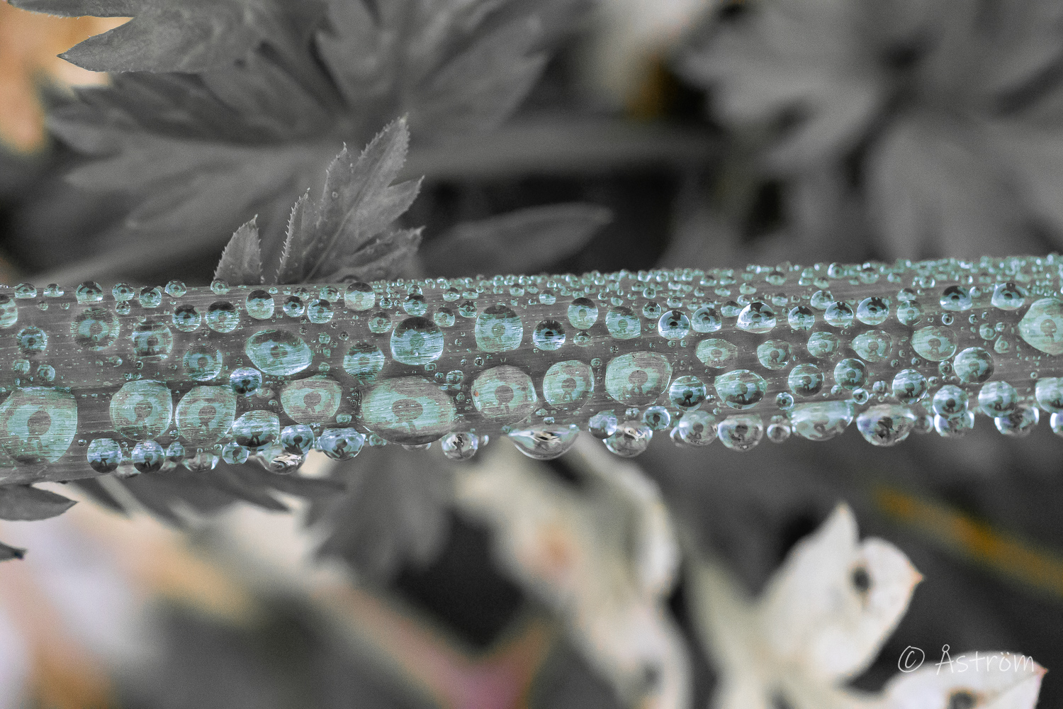 Länk till bilder från promenad i Frövi 28 september 2025.