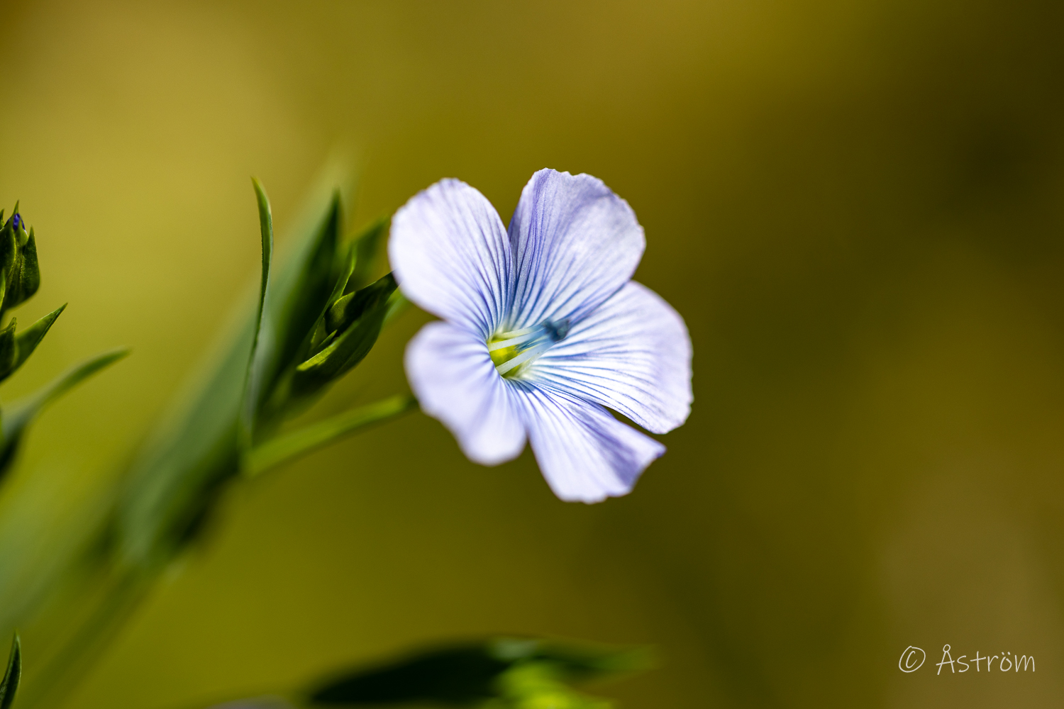 Länk till macro-bilder från G4 15-17 juli 2025.