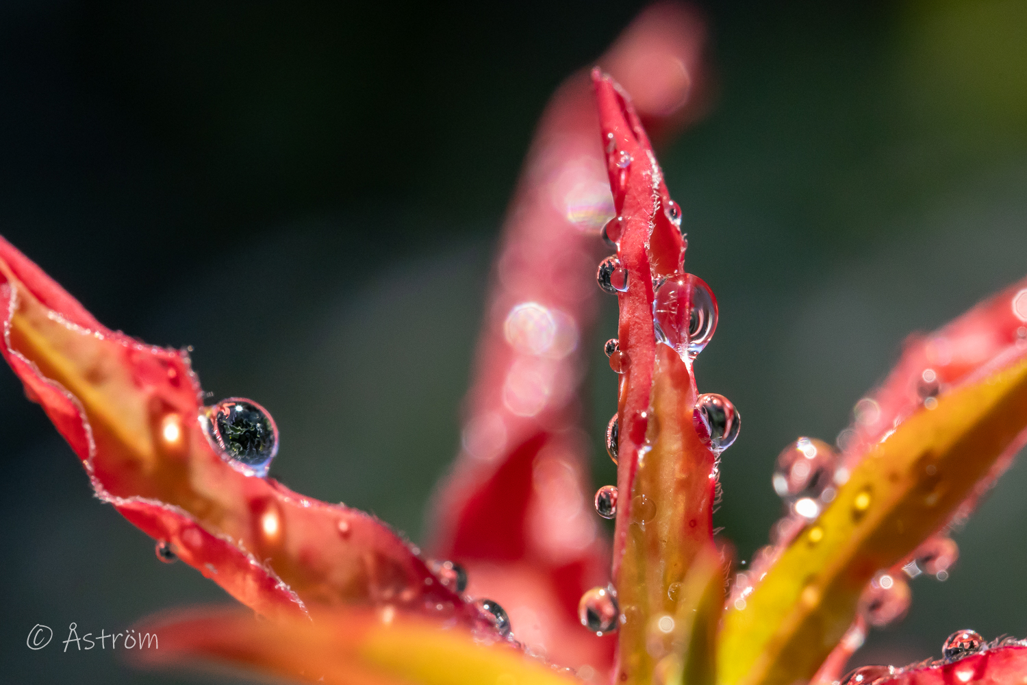 Länk till bilder från en tur på ägorna 18 oktober 2025.
