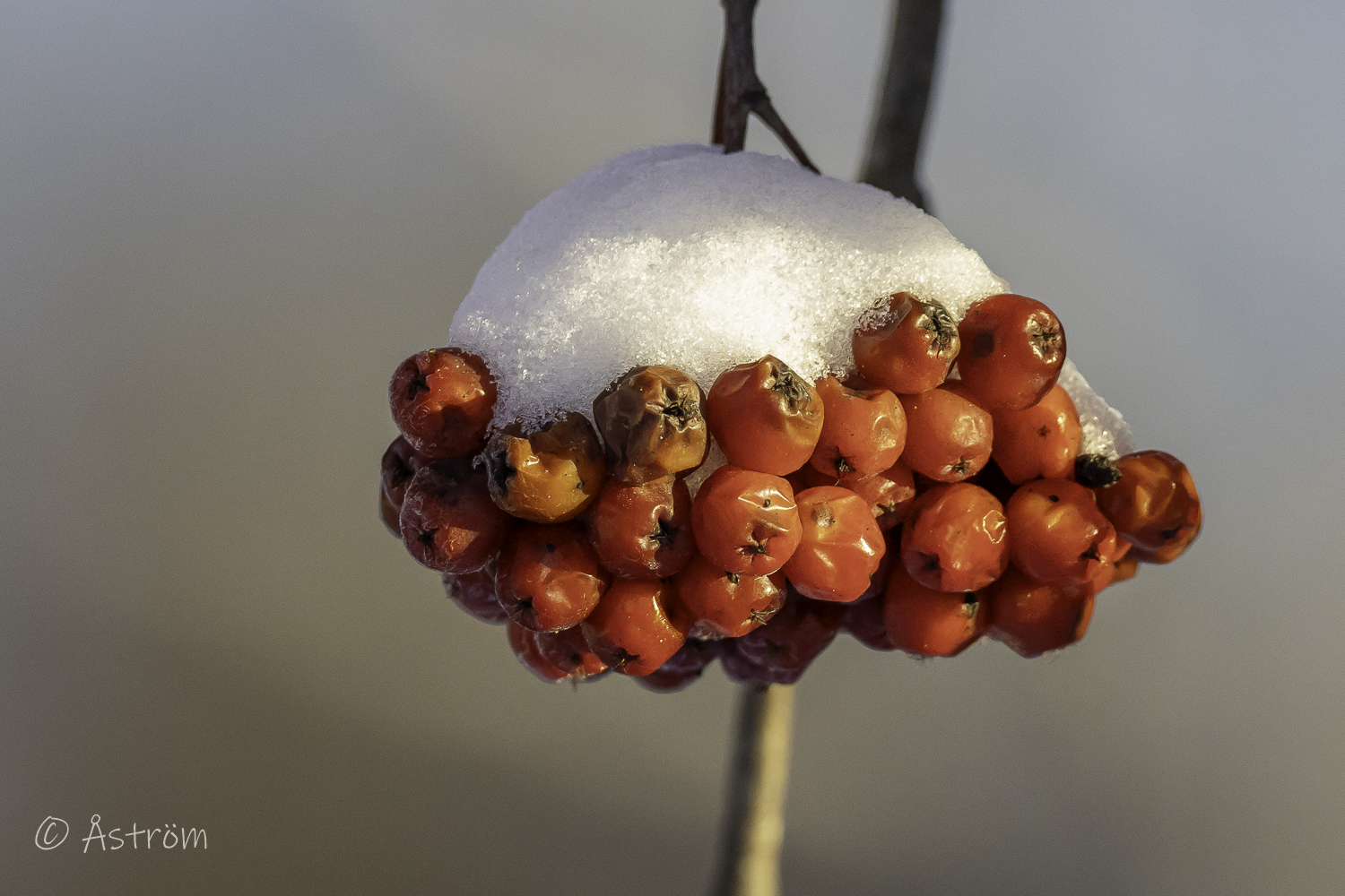 Länk till bilder från G4 årets första dagar 2025.