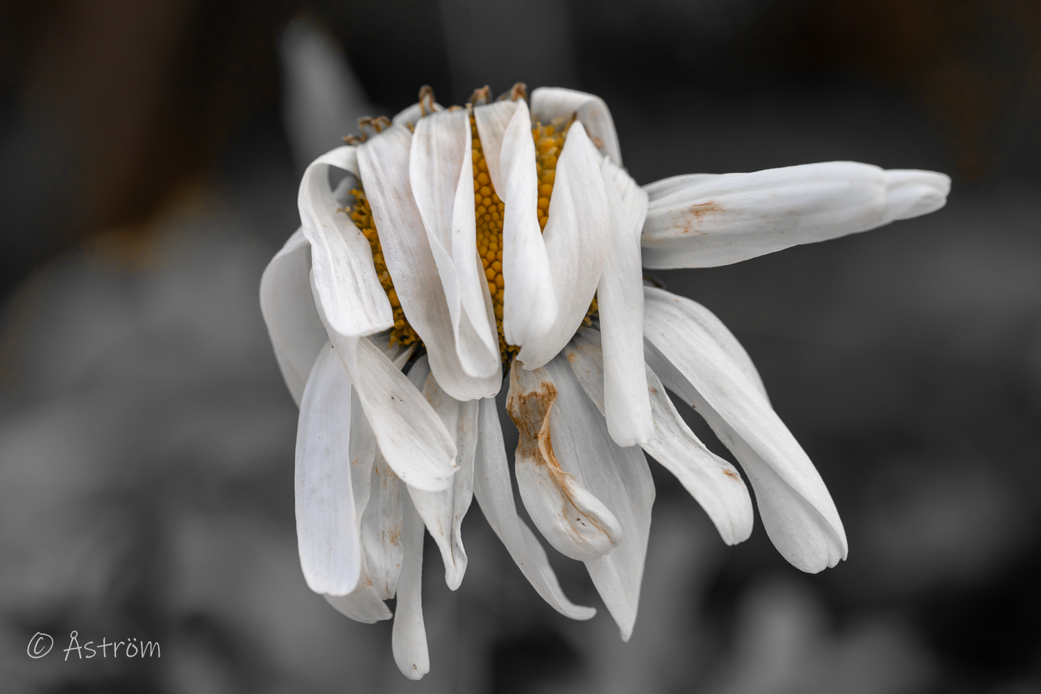 Länk till bilder från en sväng på ägorna 31 oktober 2025.