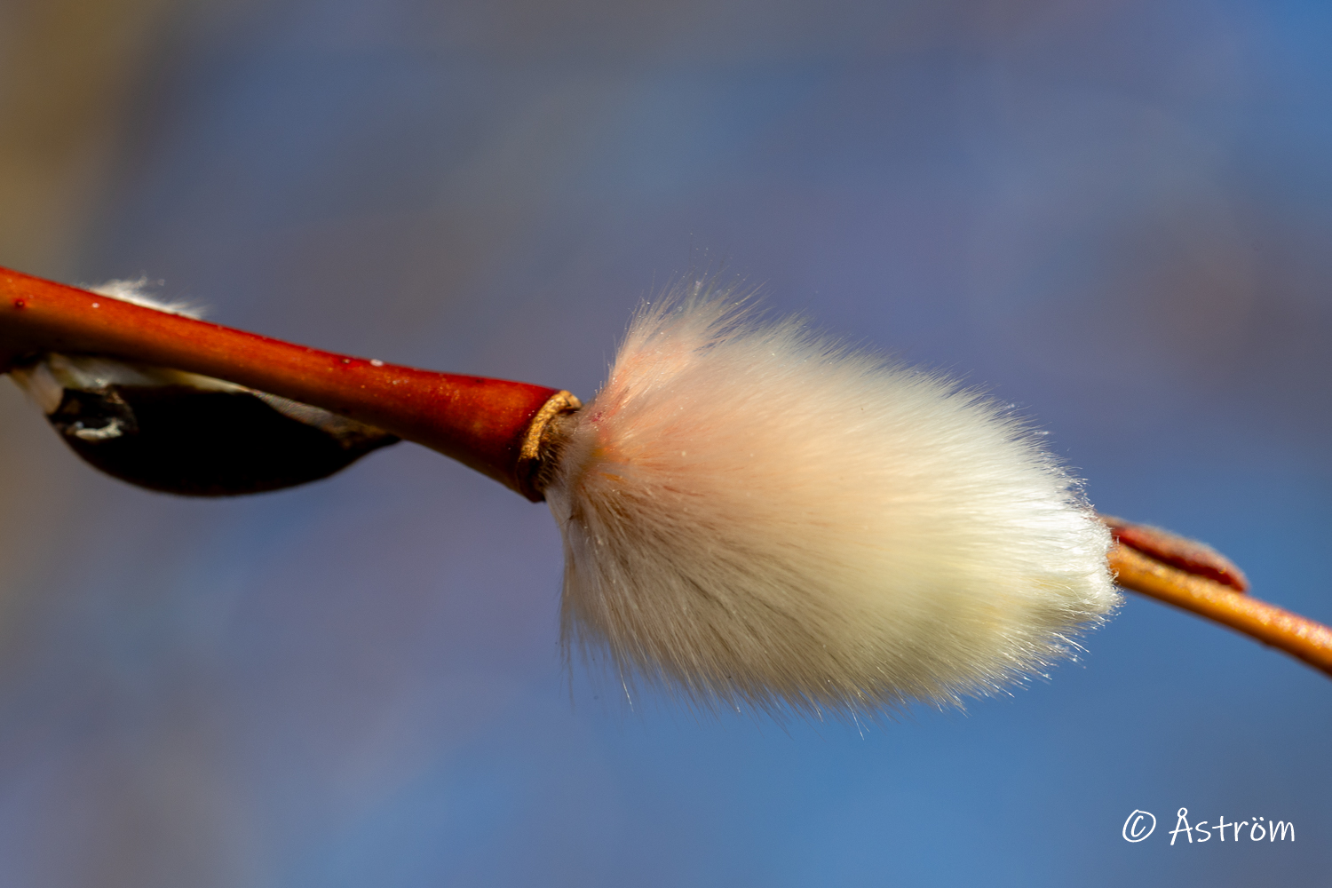 Länk till bilder från en kort paus på ägorna en solig dag i början på mars 2026.